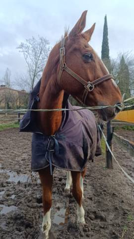 Cheval à donner