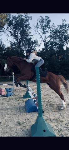 Hongre 4 ans cso cce