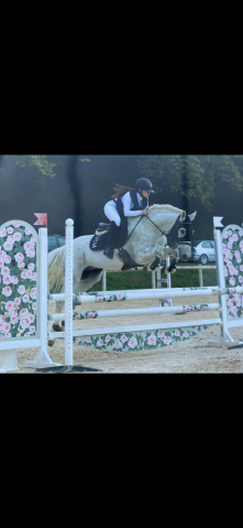 Anton - cheval Ă vendre 16 ans