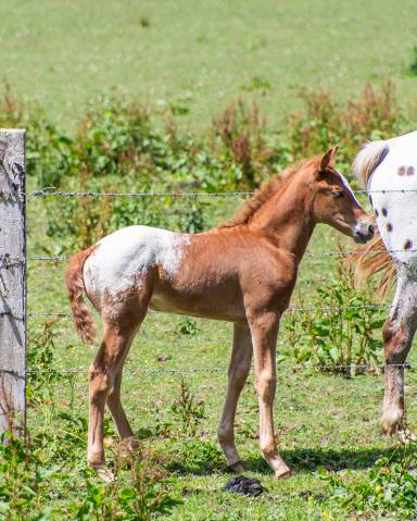 Poulain appaloosa