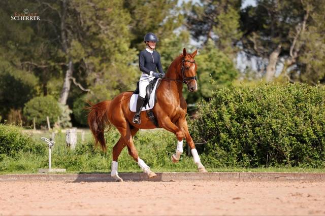 Hongre - hanovrien - 5 ans - dressage - france