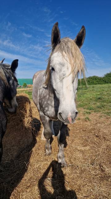 Percherons