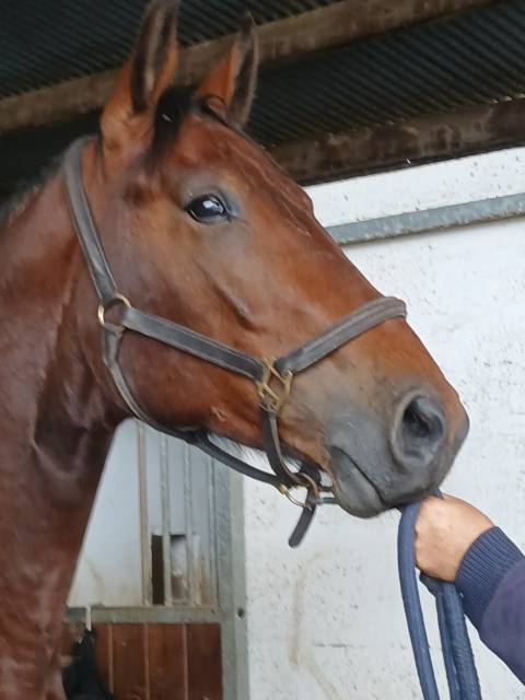 Selle français