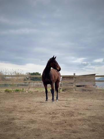à vendre – jument de 4 ans