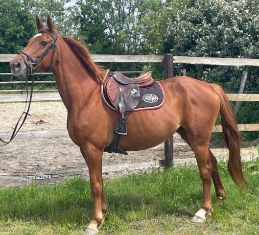 Jument selle français 6ans cso cce hunter