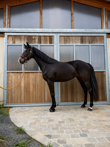 Jument d'avenir - kwpn - 4 ans - dressage - france