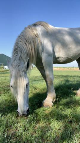 Diva -jument 13 ans percheronne grise