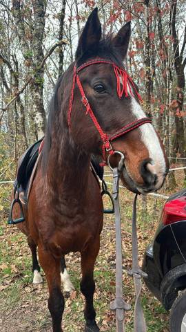 Recherche cavalière