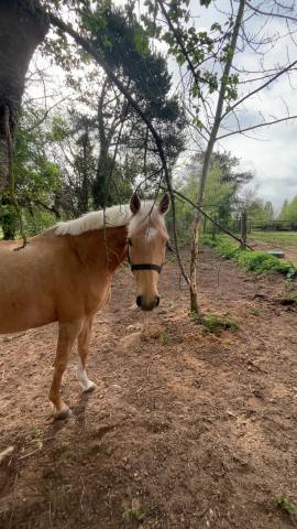 Demi pension - jument 8 ans isphaeren