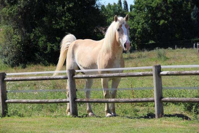 Hongre haflinger de 8 ans