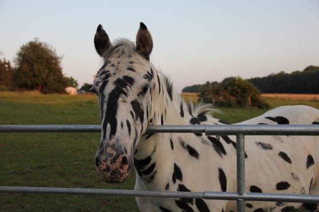 Hongre appaloosa léopard de 6 ans