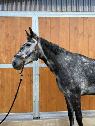 Cheval de loisir 7 ans