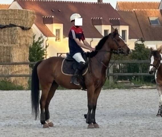 Pur-sang 5ans pp hongre top cheval equilibre et dresse