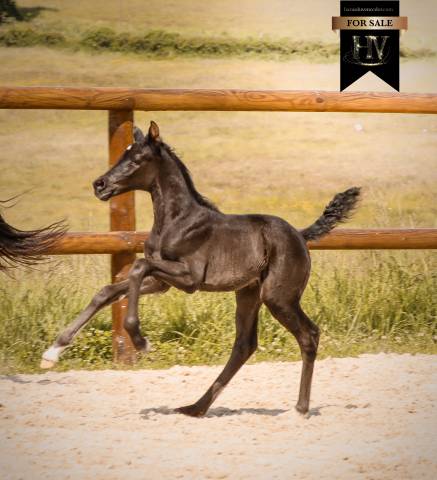 Pouliche kwpn dressage