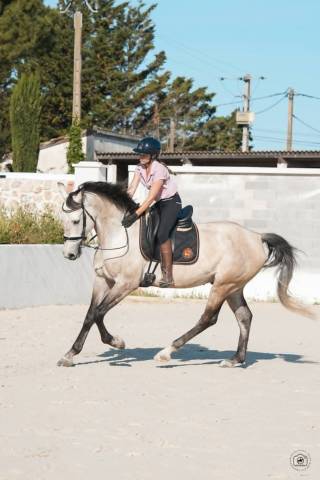 Hongre - kwpn - 7 ans - dressage / amateur - france