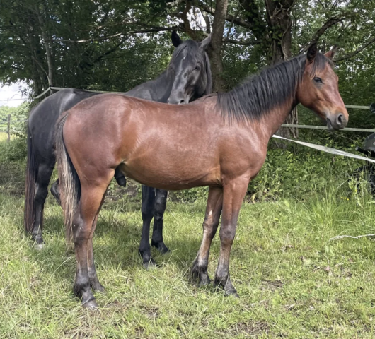Poulain 1 an arabe / connemara morpho extra polyvalent