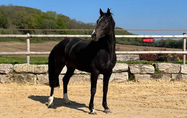 à vendre hongre noir de 6 ans
