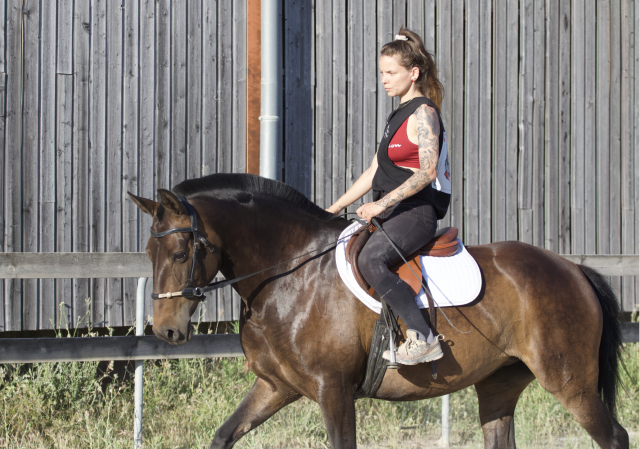Jument pur sang lusitanien 5 ans