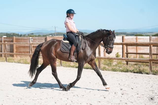 Jument - kwpn -6 ans-dressage - amateur / sport -france