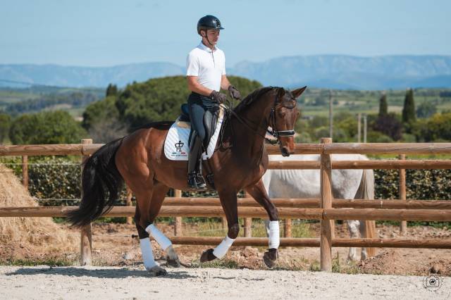 Jument - hanovrienne - 10 ans - dressage - france