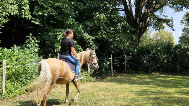 Jument 8 ans palomino