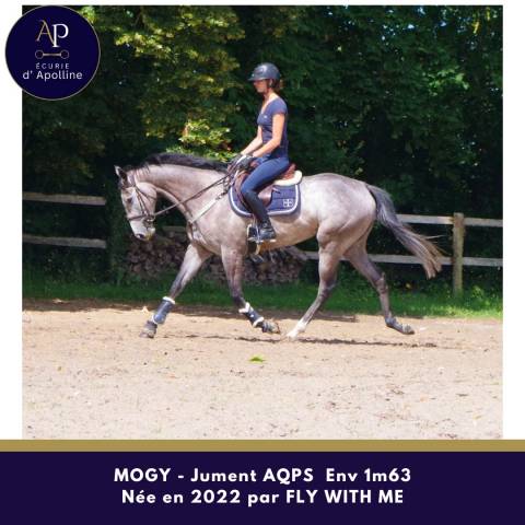 Superbe jument aqps 4 ans env 1m63
