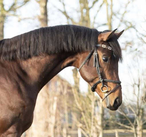 Entier kwpn cheval de sport néerlandais a vendre 2022 brun par next romancier