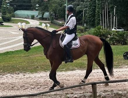 Hongre 16ans 180 selle français