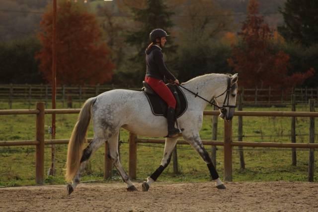 Pur sang lusitanien (psl), 12 ans, 167 cm, hongre, gris