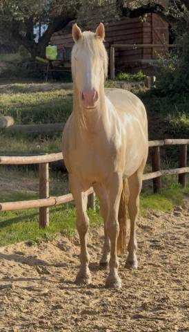 Cheval en demie pension