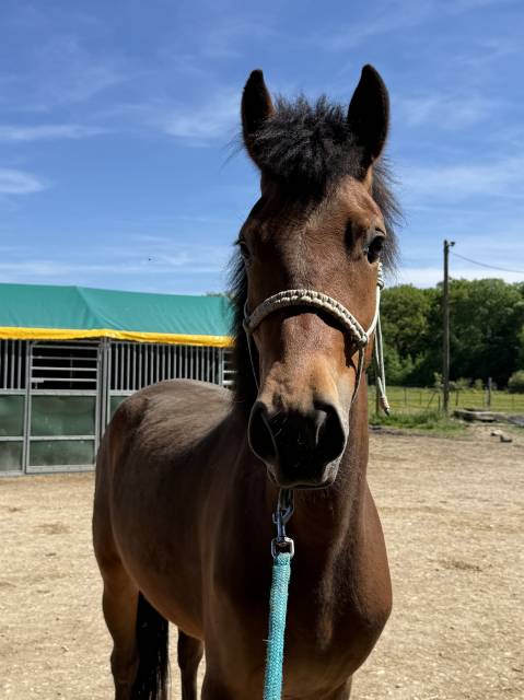 Poney nf