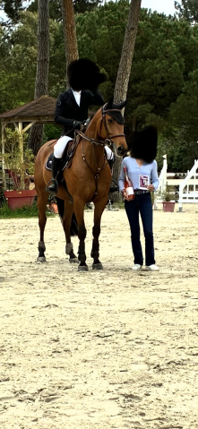 Hongre de 8 ans