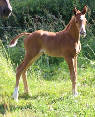 Poulain sf qoud'coeur de la loge x rosire