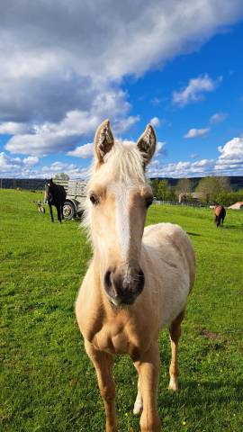 Pouliche onc quarter horse