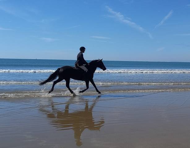 Vends jument de sport pour concours hippique