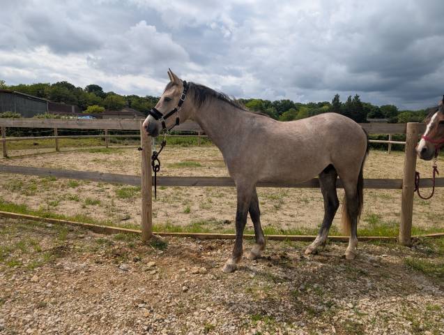 2 ans selle français x poney dressage allemand