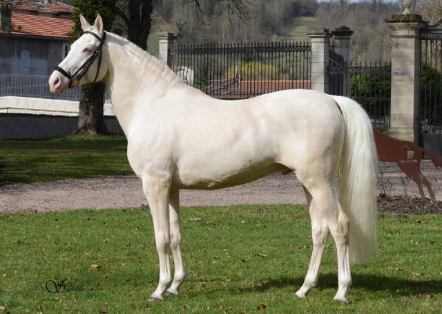 Urban legend equi'rev : saillie étalon race crÚme agréé aes en iac / iafr