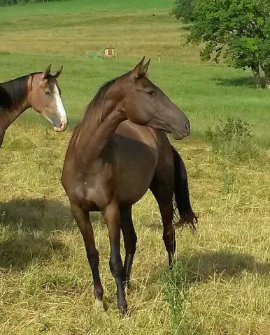 Ak chalasyne, jument akhal teke de pur sang,