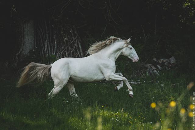 Organdi de la combe : saillies étalon pur sang lusitanien crème