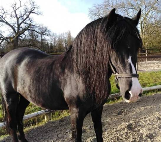 Punteado ii : saillie étalon spectacle pre pp noir punteado ii