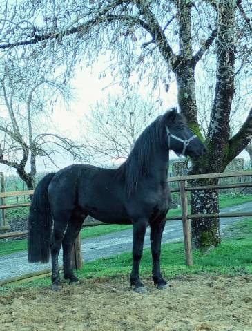 Arabofrison champion modele & allure classe c/d afcaf