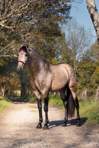 Nacar de lucia : nacar de lucia étalon pre isabelle