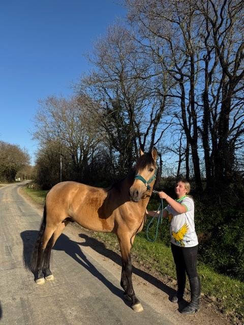 Saymon : cheval disponible à la saillie