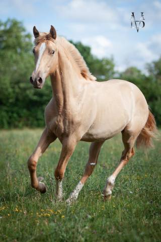 Poulain pure race espagnole double perle à vendre