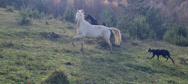 Lagyl, jument akhal téké