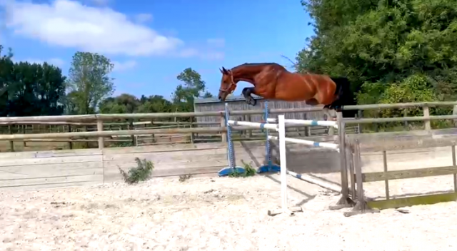 Superbe jument de sport 9 ans cso prête à performer