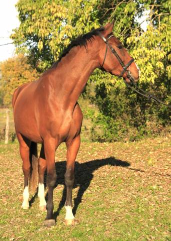 Hongre par cooper van de heffinck - 3 ans