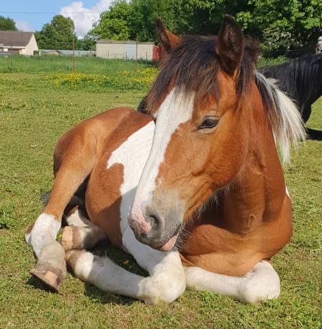 Poulain onc paint horse