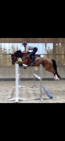 Cheval à vendre 6 ans