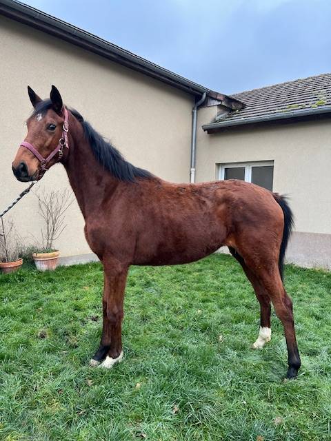 Cheval femelle nee en 2023